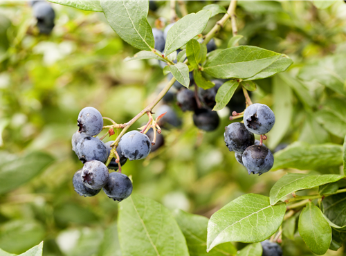Vaccinium corymbosum Vaccinium corymbosum
