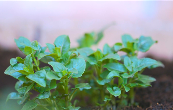 Indianernessel - Einpflanzen im Garten Indianernessel - Einpflanzen im Garten