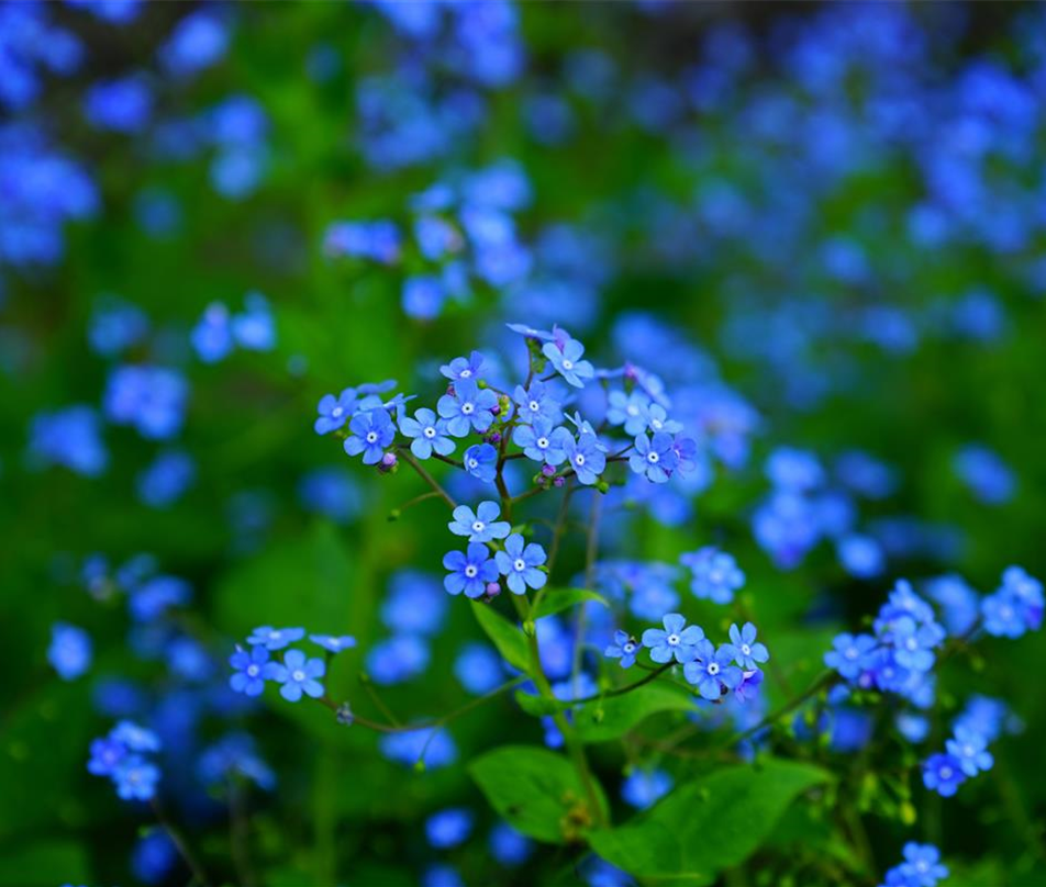 forget-me-nots-1365857.jpg