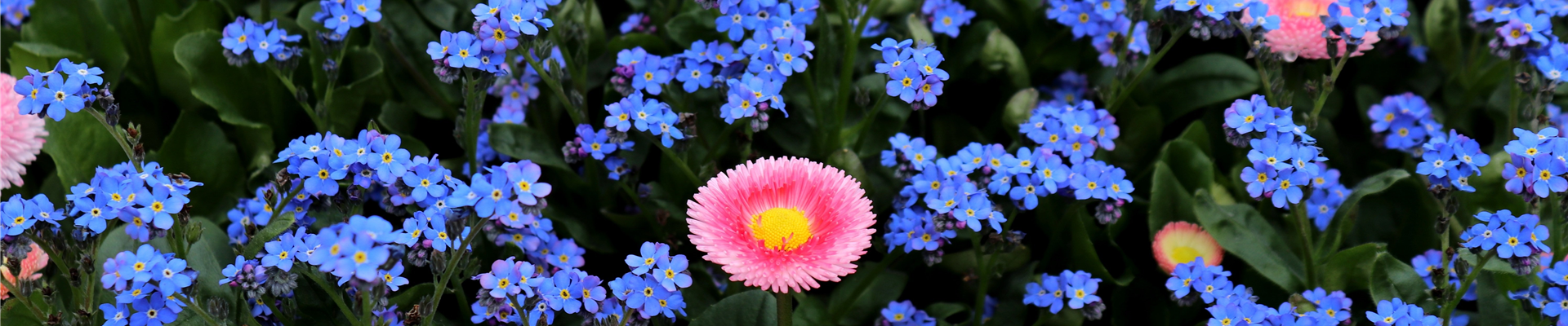 forget-me-not-3313913 forget-me-not-3313913