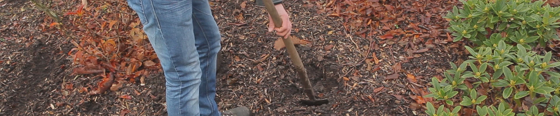 Rhododendron - Einpflanzen im Garten (thumbnail)