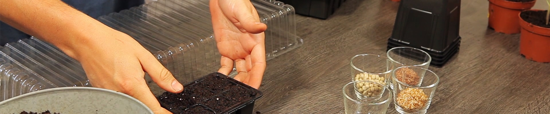 Basilikum - Aussaat und Aufzucht (thumbnail) Basilikum - Aussaat und Aufzucht (thumbnail)