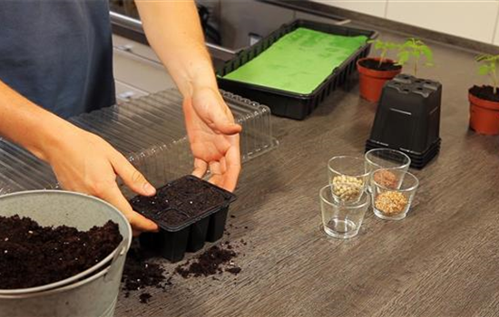 Basilikum - Aussäen von Samen Basilikum - Aussäen von Samen