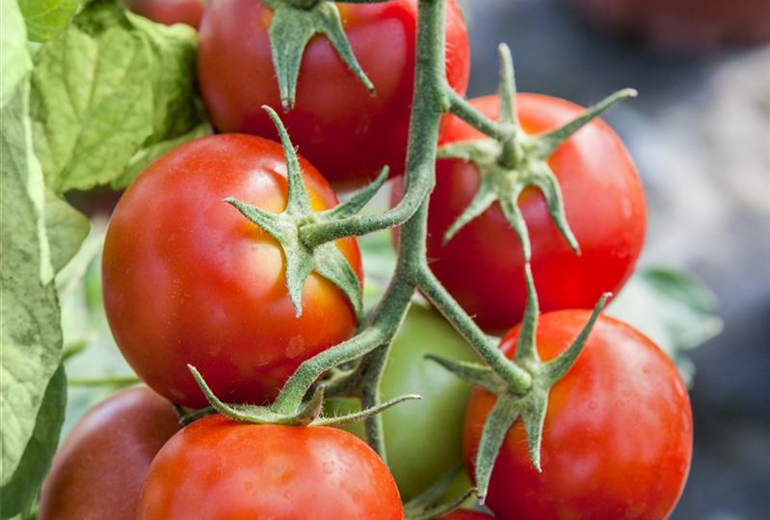 Solanum lycopersicum Solanum lycopersicum