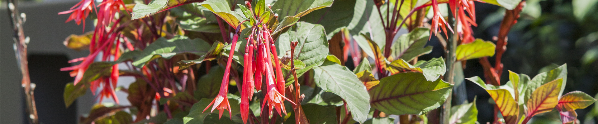 Bella Fuchsia® Bella Fuchsia®