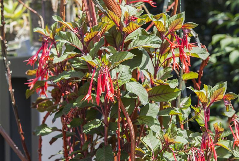 Bella Fuchsia® Bella Fuchsia®