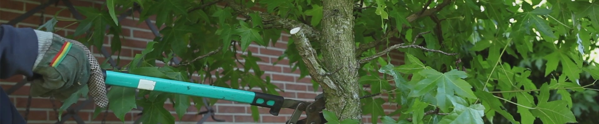 Laubgehölz - Zurückschneiden im Herbst (thumbnail) Laubgehölz - Zurückschneiden im Herbst (thumbnail)