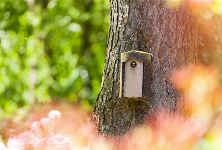 Blaumeise im Vogelhaus