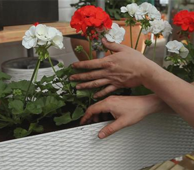 Geranien - Einpflanzen in einen Balkonkasten Geranien - Einpflanzen in einen Balkonkasten