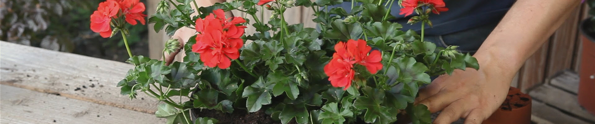 Hängende Geranien - Ampel bepflanzen (thumbnail) Hängende Geranien - Ampel bepflanzen (thumbnail)