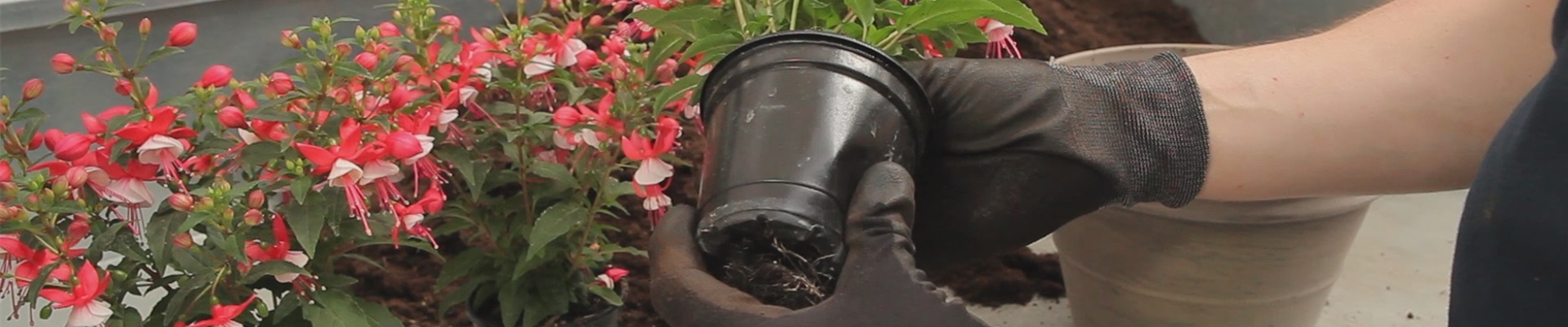 Fuchsien - Einpflanzen in ein Gefäß (thumbnail) Fuchsien - Einpflanzen in ein Gefäß (thumbnail)