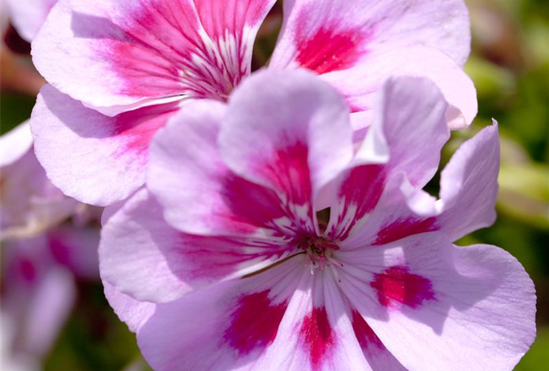 Pelargonium Pelargonium