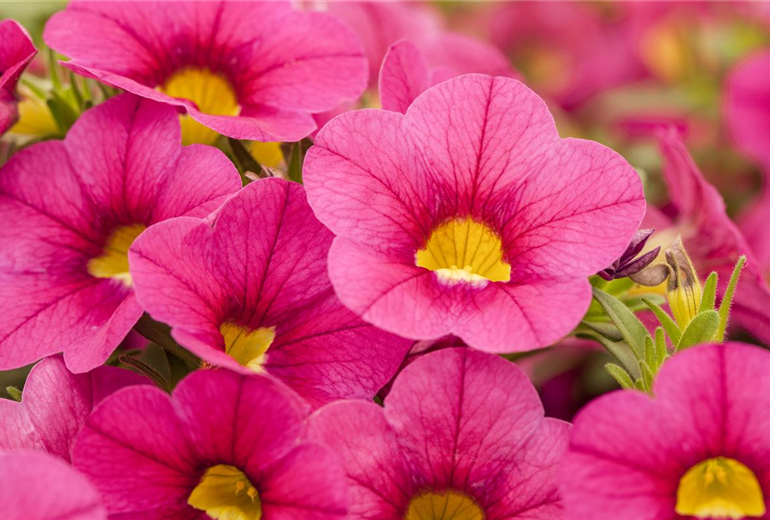 Calibrachoa Calitastic™ Calibrachoa Calitastic™