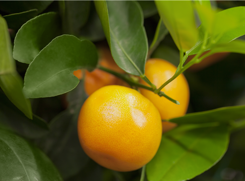 Citrus sinensis Citrus sinensis