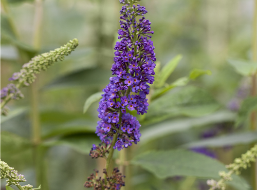 Buddleja davidii 'Empire Blue' Buddleja davidii 'Empire Blue'