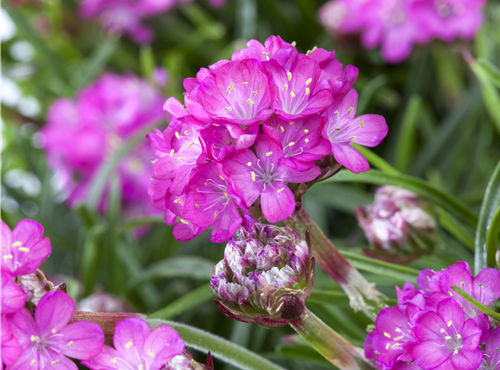 Armeria maritima Armeria maritima