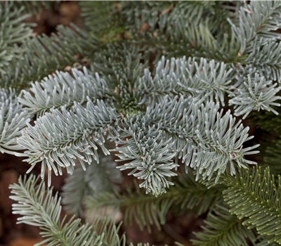 Abies procera Abies procera