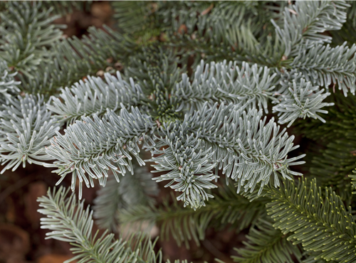 Abies procera Abies procera