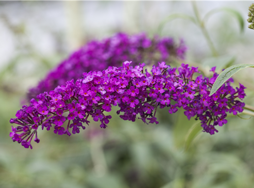 Buddleja davidii 'Royal Red'