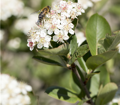 Aronia x prunifolia 'Nero' Aronia x prunifolia 'Nero'