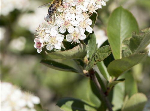 Aronia x prunifolia 'Nero' Aronia x prunifolia 'Nero'