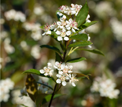Aronia melanocarpa Aronia melanocarpa