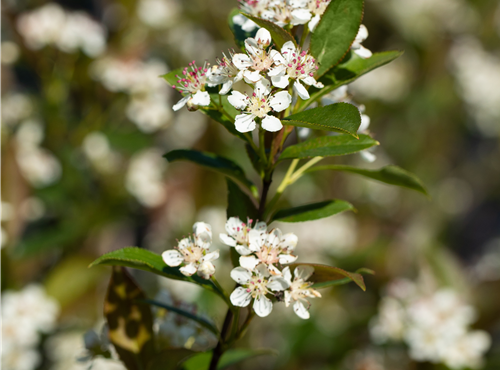 Aronia melanocarpa Aronia melanocarpa