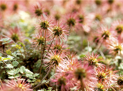 Acaena microphylla Acaena microphylla