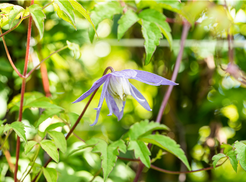 Clematis alpina Clematis alpina