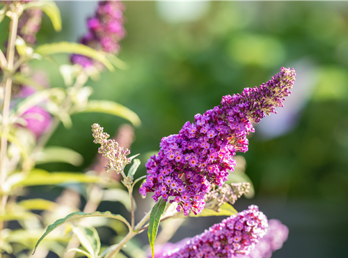 Buddleja davidii 'Summer Kids'®