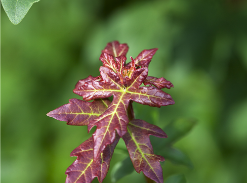 Acer campestre Acer campestre