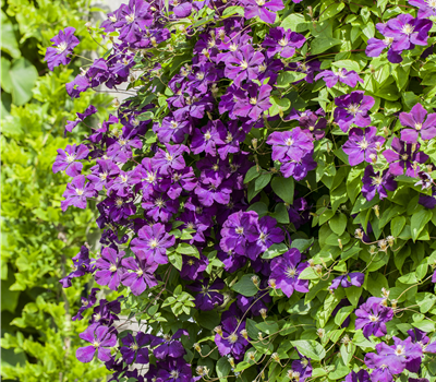 Clematis Hybride Clematis Hybride