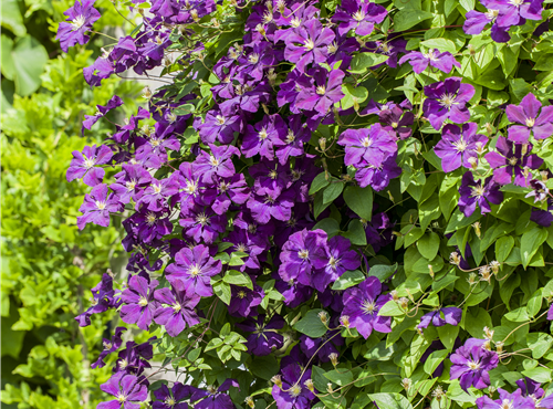 Clematis Hybride Clematis Hybride