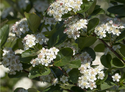 Aronia x prunifolia 'Viking' Aronia x prunifolia 'Viking'