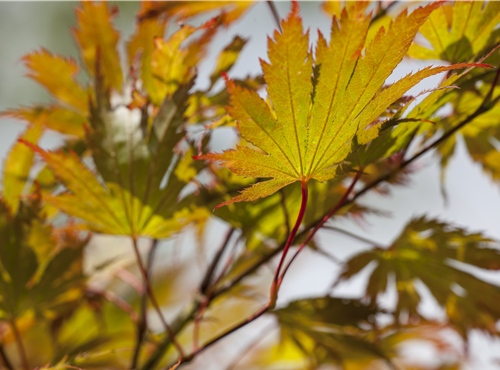 Acer palmatum Acer palmatum