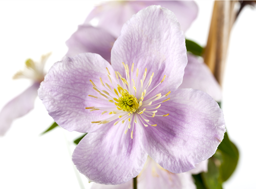 Clematis montana Clematis montana