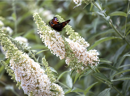 Buddleja davidii 'White Profusion'