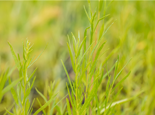 Artemisia dracunculus Artemisia dracunculus