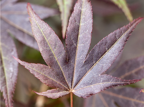 Acer palmatum 'Atropurpureum' Acer palmatum 'Atropurpureum'
