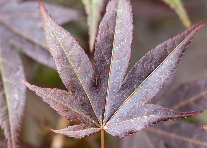 Acer palmatum 'Atropurpureum'