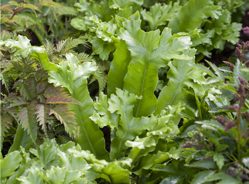 Asplenium scolopendrium Asplenium scolopendrium