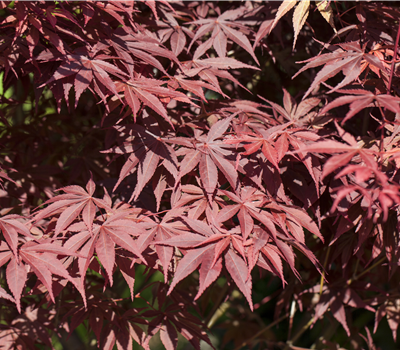 Acer palmatum 'Bloodgood' Acer palmatum 'Bloodgood'