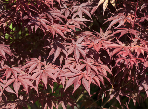Acer palmatum 'Bloodgood' Acer palmatum 'Bloodgood'