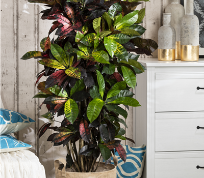 Codiaeum variegatum Codiaeum variegatum