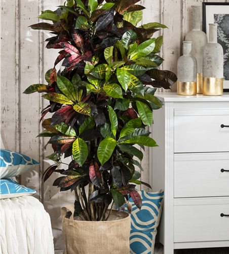 Codiaeum variegatum Codiaeum variegatum