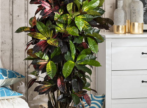 Codiaeum variegatum Codiaeum variegatum