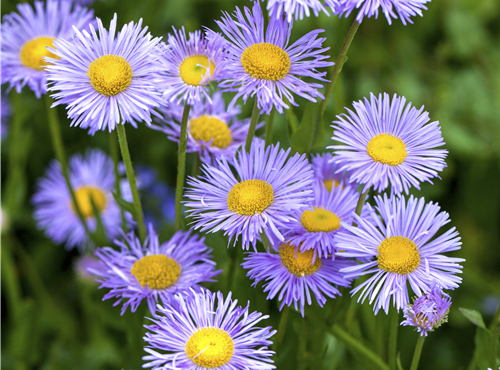 Aster dumosus Aster dumosus