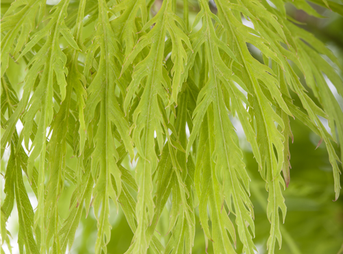 Acer palmatum 'Dissectum' Acer palmatum 'Dissectum'