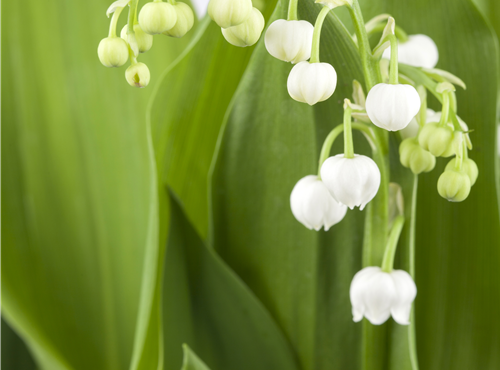 Convallaria majalis Convallaria majalis