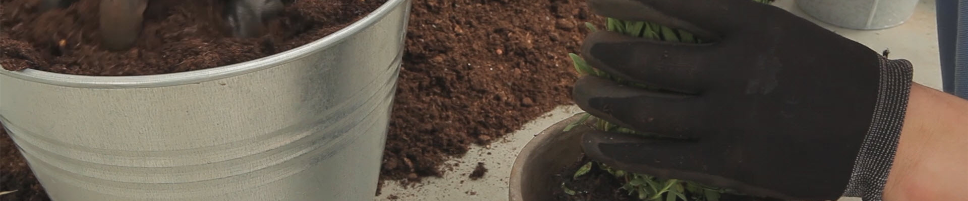 Lavendel - Einpflanzen in ein Gefäß (thumbnail) Lavendel - Einpflanzen in ein Gefäß (thumbnail)